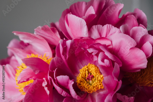 Close up view of fresh magenta peony flowers in full bloom against gray background. Floral still life with blooming peonies.