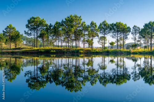 Scenic view of tall pine trees reflecting perfectly in the calm lake water under a clear blue sky during a bright sunny day in a peaceful natural environment
