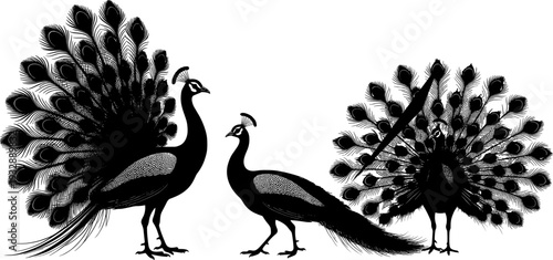 Elegant black peacock silhouette set featuring birds with open fanned feathers and closed tails isolated on white background for decorative nature vector design elements (25 words)