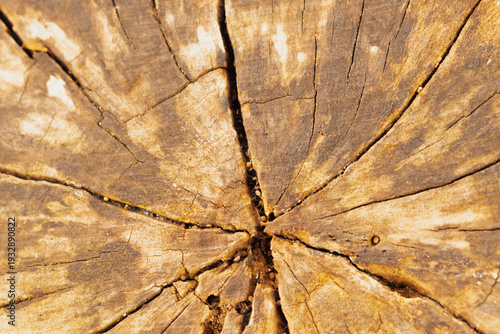 Obraz na płótnie Detailed macro photography of a weathered tree stump cross-section