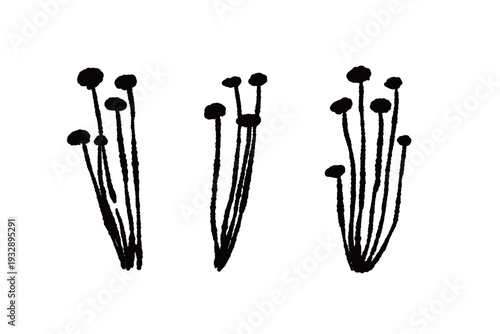 Separated Small Clusters of Enoki Mushrooms Set Monochrome
