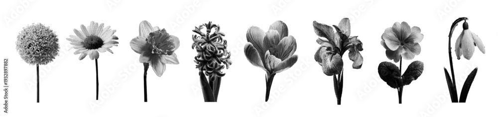 Fototapeta premium Spring flowers collection with halftone pattern. botanical illustrations on white background for modern design use