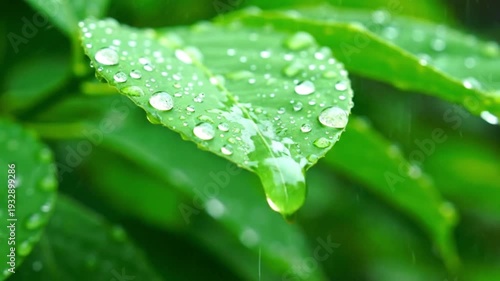 Fresh dew droplets rest on a vibrant green leaf in a macro close-up of spring garden foliage after a rain