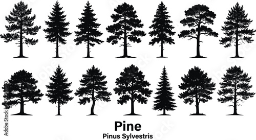 Black silhouette vector set of various pine trees and Pinus Sylvestris conifer species in different shapes and sizes isolated on a white background