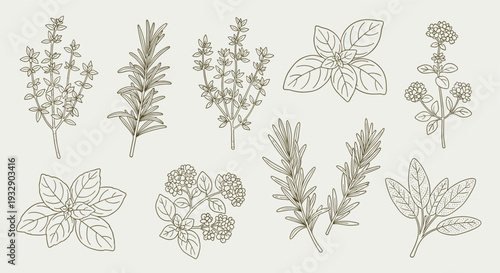 Collection of Hand Drawn Botanical Illustrations of Various Culinary Herbs on a Light Beige Background