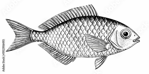 Detailed illustration of a fish with scales fins and a prominent eye