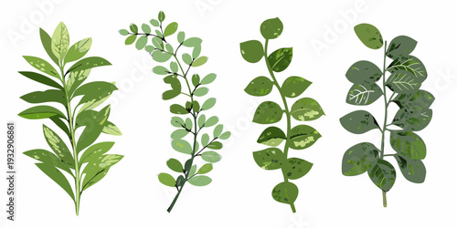 Four different green leafy branches arranged in a vertical composition