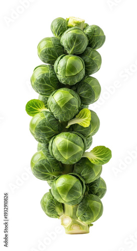 Wallpaper Mural Fresh brussels sprouts stacked on a stem isolated on transparent background Torontodigital.ca