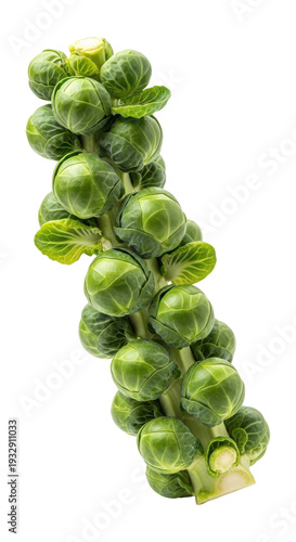 Wallpaper Mural Fresh green brussels sprouts on a stem isolated on transparent background Torontodigital.ca