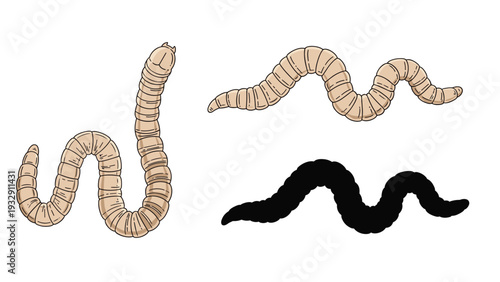 Multiple illustrations of earthworms in different positions including a black silhouette for biology and nature education.