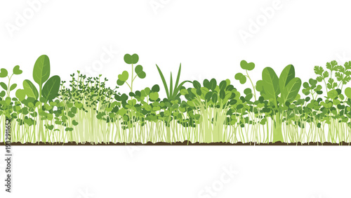 Long row of different types of microgreens sprouts in various shapes and colors for a healthy vegetable garden concept.