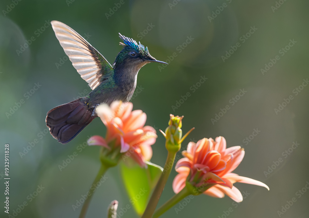 Obraz premium Close-up view of a flying male Antillean crested hummingbird (Orthorhyncus cristatus) at a flower - Botanical Garden of Deshaies (Caribbean island Guadeloupe)