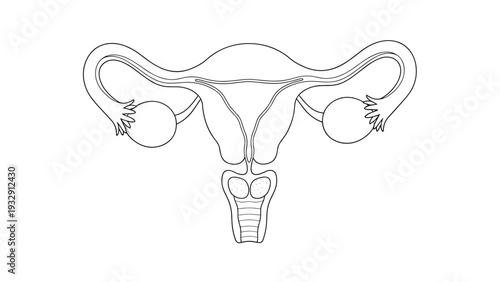 Detailed anatomical line drawing of the female reproductive system showing the uterus, fallopian tubes, and ovaries for medical and educational purposes.