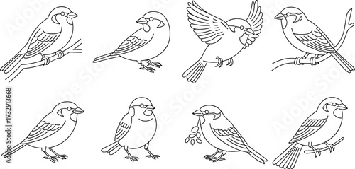 Sparrow bird icon set with small songbird perched and flying line art vector illustration collection isolated
