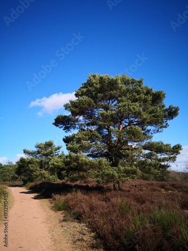 Heidelandschaft mit Kiefer