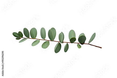 Eucalyptus silver dollar branch displaying green leaves for botanical designs and natural elements with transparent background