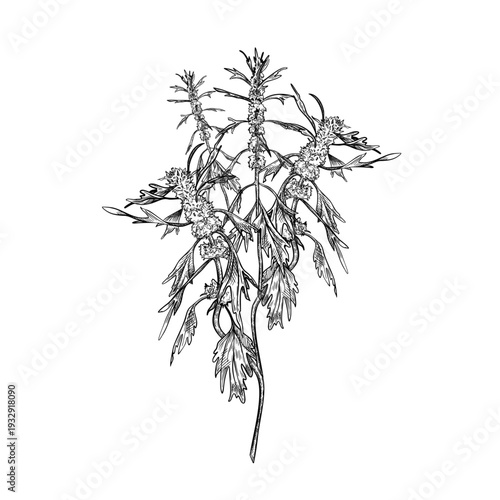 Motherwort herbal plant black white vector illustration. Medicinal calming herb outline drawing a natural remedy. Hand drawn Leonurus cardiaca botanical sketch for traditional medicine concept.