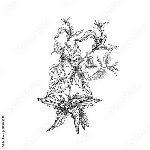 Hand drawn outline illustration bush of nettle leaves and stems isolated. Vector black white botanical drawing for herbal medicine and natural pharmacy. Urtica dioica wild herb graphic line art.