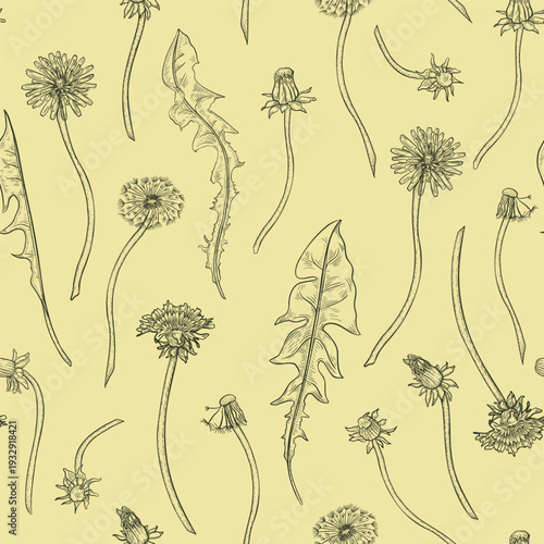 Dandelion plants outline black white vector pattern yellow background. Seamless botanical illustration with blooming wildflowers, leaves, and blowballs. Repeat graphic eco print for fabric, packaging.