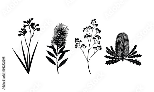 Native Australian Flora Silhouettes: Kangaroo Paw, Bottlebrush, and Banksia Botanical Vector Set