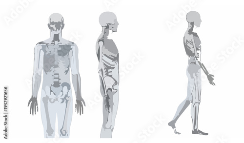 Detailed Human Skeleton X Ray Full Body Anatomy Vector Set Isolated on White Background
