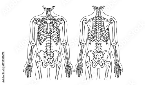 Human Skeleton Anatomy Outline Front and Back View Medical Vector Illustration Isolated on White
