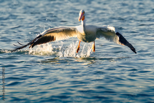 American white pelican (Pelecanus erythrorhynchos) lifting off from Eagle Lake in Lassen County California, USA in golden late afternoon summer light