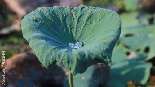 Timelapse Close-Up of Lotus Leaf with Water Droplet on a Sunny Day
