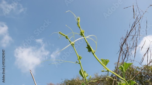 Timelapse of Green Plant Growth Against Blue Sky with Clouds in Background