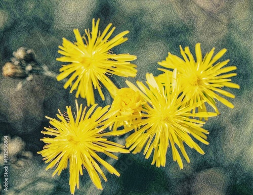 
Photo of a beautiful flowering meadow hawkweed against a subtly blurred background