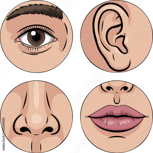 Flat Vector Illustration Set of Four Human Sensory Organs Including Eye, Ear, Nose, and Lips for Anatomy Education