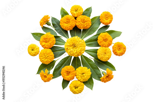 Yellow Marigold Flowers with Green Leaves on White Background isolated on a transparent background