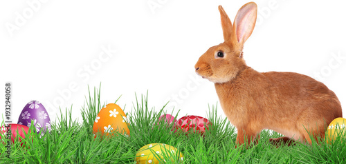 Easter bunny and bright eggs on green grass against white background