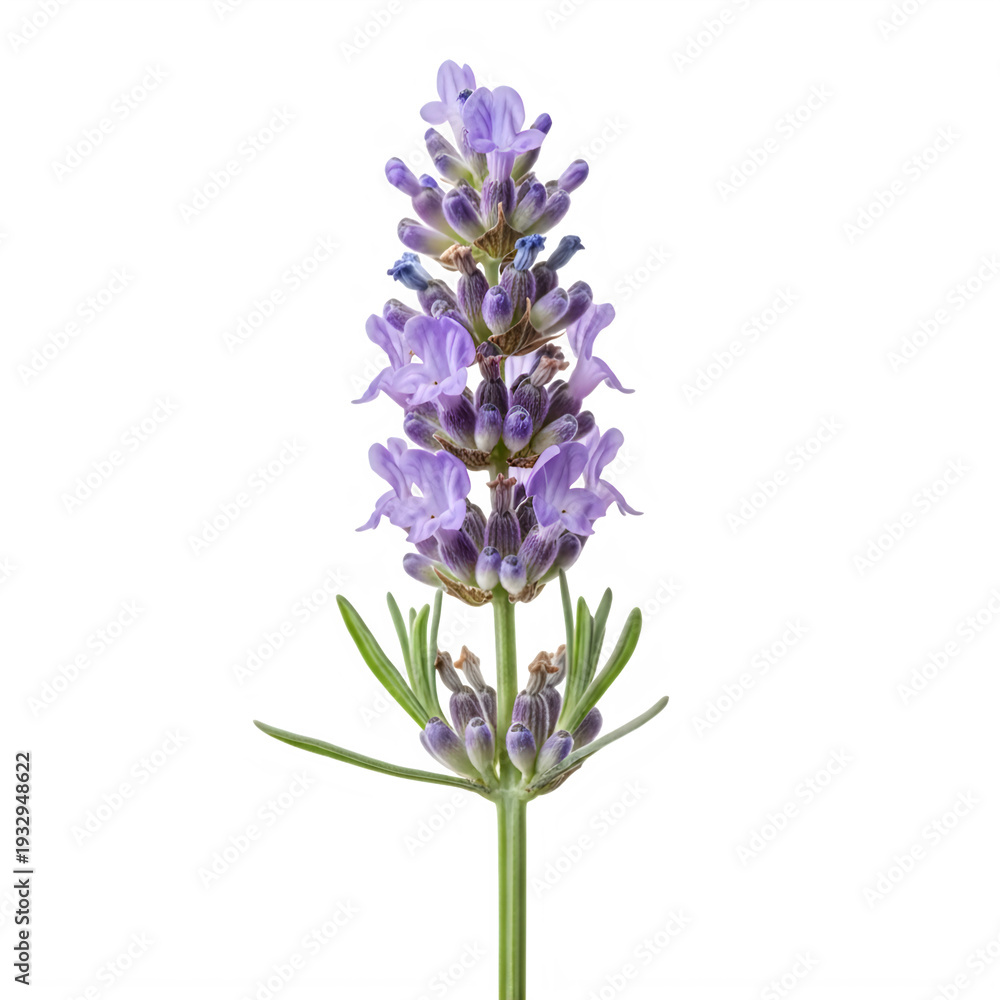 Fototapeta premium A single lavender flower on a white background