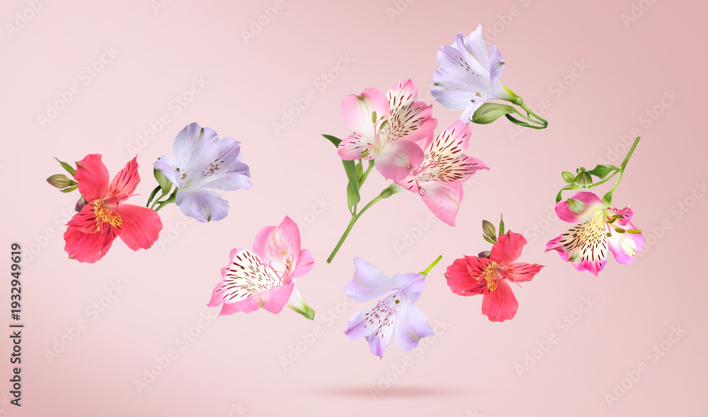 Fototapeta premium Beautiful alstroemeria flowers falling against pink gradient background