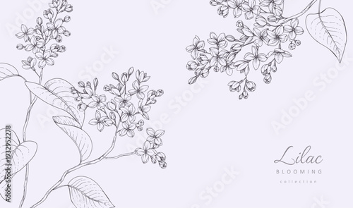Lilac blooming. Spring background with flowers and brunch. Detailed botanic hand drawn ink illustration for Mothers Day invitation or wedding save the date