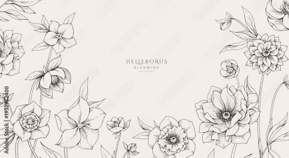 Fototapeta premium Hellebore background with flowers and leaves. Detailed hand drawn ink illustration of helleborus for invitation, wallpaper art or save the date