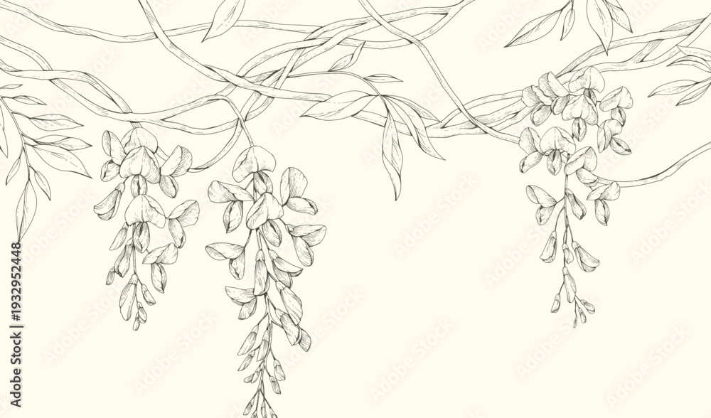 Fototapeta premium Wisteria blooming. Spring background with flowers and brunch. Detailed botanic floral collection for Valentines day invitation, wallpaper art or save the date