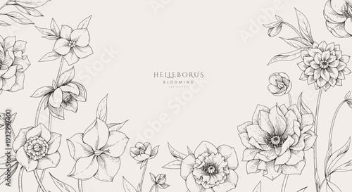 Hellebore background with flowers and leaves. Detailed hand drawn ink illustration of helleborus for invitation, wallpaper art or save the date