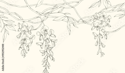 Wisteria blooming. Spring background with flowers and brunch. Detailed botanic floral collection for Valentines day invitation, wallpaper art or save the date