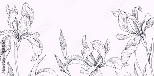 Wild irises blooming, background with flowers and brunch. Detailed botanic floral collection for Valentines day invitation, wallpaper art