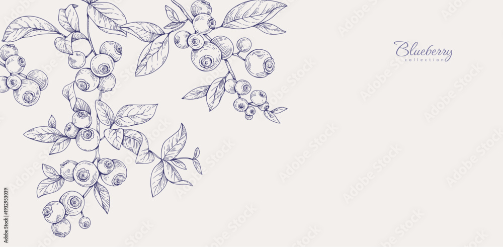 Naklejka premium Background with blueberry berry and brunch. Detailed hand drawn ink floral illustration for invitation, wallpaper art or save the date