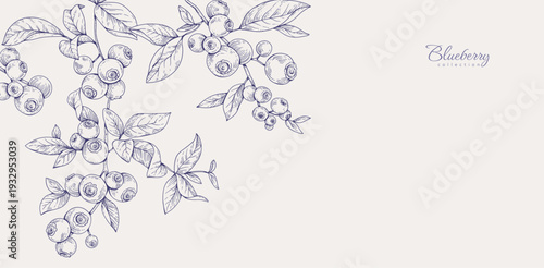 Background with blueberry berry and brunch. Detailed hand drawn ink floral illustration for invitation, wallpaper art or save the date