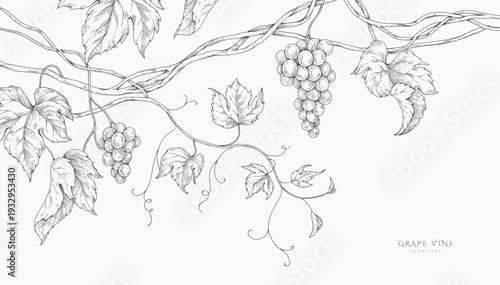 Background with grapes, vine and brunch. Detailed template layout design, brochure or cover for wine card, menu