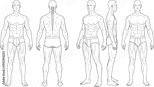 Male human body anatomy illustration set showing front, back, and side views with detailed muscles isolated on white background for medical, fitness, and educational use
