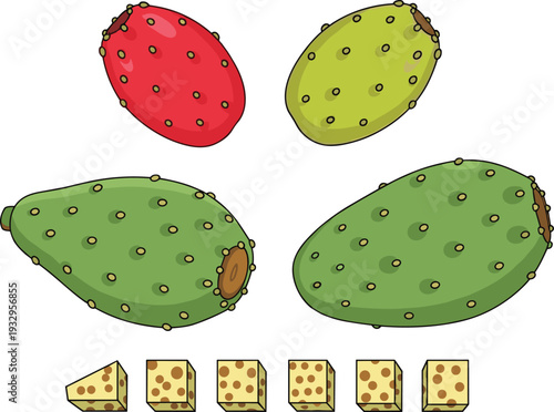 Prickly pear cactus fruits and sliced segments illustrated in colorful hand drawn style isolated on white background for food, botany, and agriculture concepts