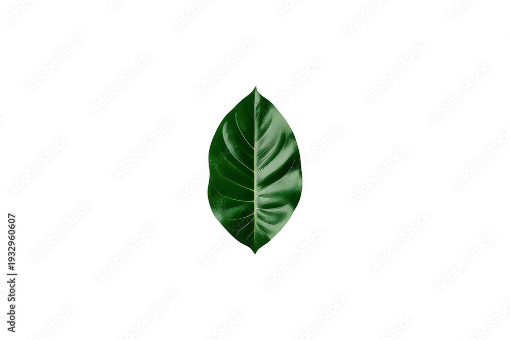 Obraz premium Green tropical leaf creating a natural pattern, isolated for design elements with a transparent background