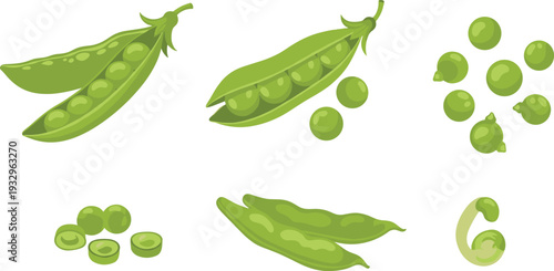 Green Pea Pod and Peas Set Isolated on White Background Flat Vector Illustration