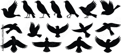 Assortment of black bird silhouettes in flight and perched poses on white Keywords: bird, silhouette, flying, perching, wing