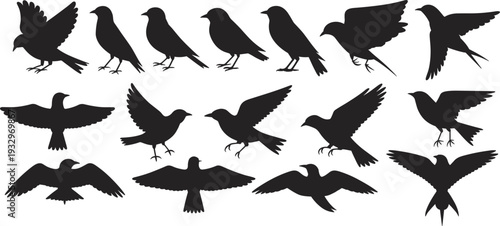 Diverse black silhouettes of birds in flight and perched on a white background Keywords: bird, silhouette, flying, perching, wing
